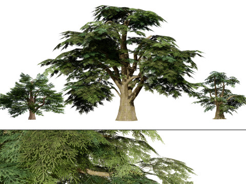 Game Ready Cedar of Lebanon Trees 3d assets 3D Model