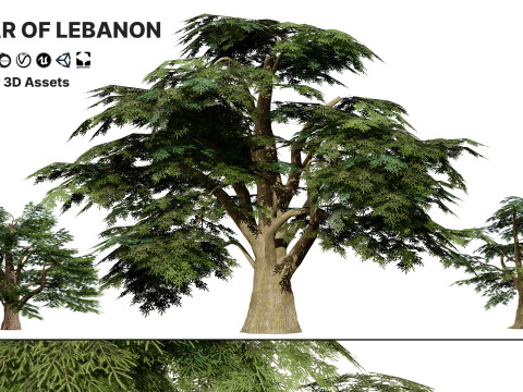 Game Ready Cedar of Lebanon Trees 3d assets Modelo 3D