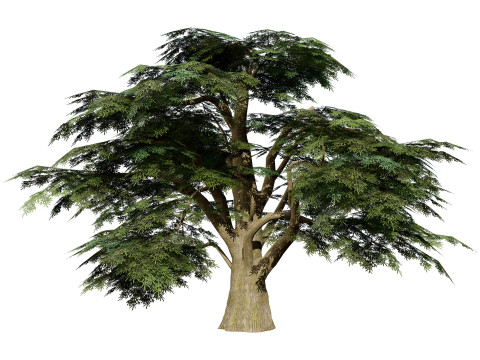 Game Ready Cedar of Lebanon Trees 3d assets Modelo 3D