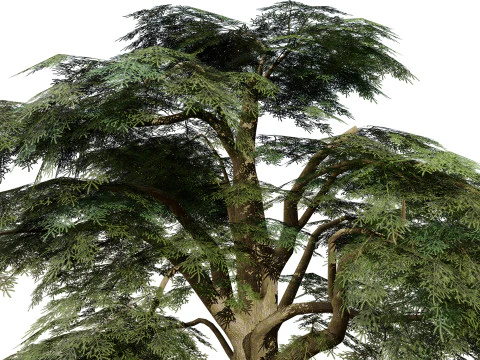 Game Ready Cedar of Lebanon Trees 3d assets 3D Model