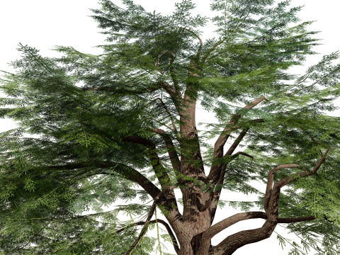 Game Ready Cedar of Lebanon Trees 3d assets Modelo 3D