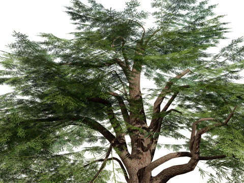 Game Ready Cedar of Lebanon Trees 3d assets 3D Model