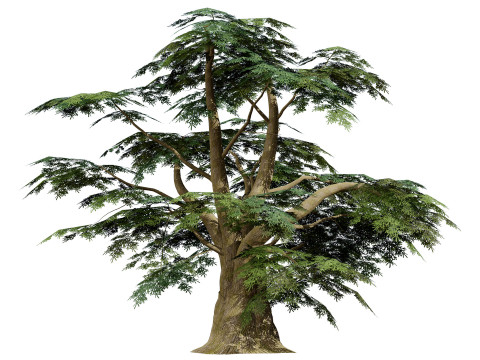 Game Ready Cedar of Lebanon Trees 3d assets Modelo 3D