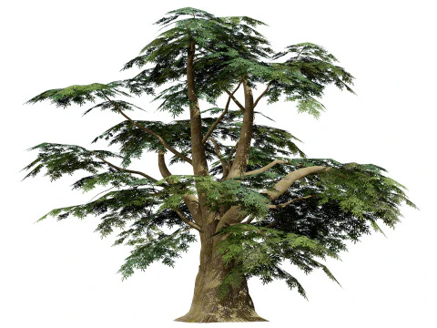 Game Ready Cedar of Lebanon Trees 3d assets 3D Model