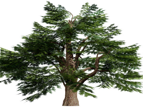 Game Ready Cedar of Lebanon Trees 3d assets Modelo 3D