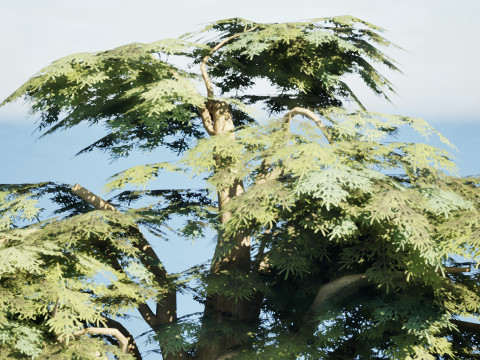 Game Ready Cedar of Lebanon Trees 3d assets Modelo 3D