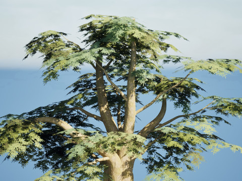 Game Ready Cedar of Lebanon Trees 3d assets Modelo 3D