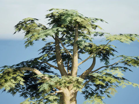 Game Ready Cedar of Lebanon Trees 3d assets 3D Model