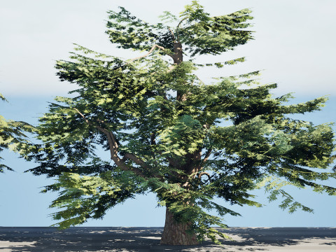 Game Ready Cedar of Lebanon Trees 3d assets Modelo 3D