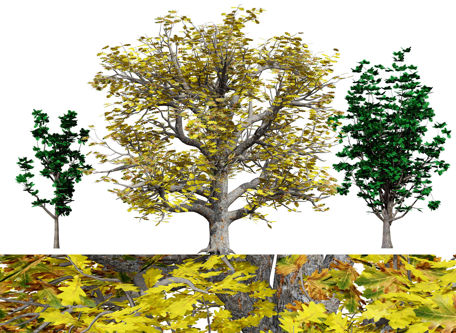 Autumn Oak Trees 3D Model .c4d .max .obj .3ds .fbx .stl .blend 