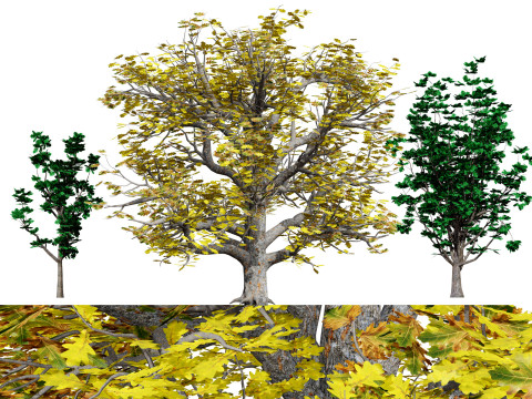 Autumn Oak Trees 3D 모델