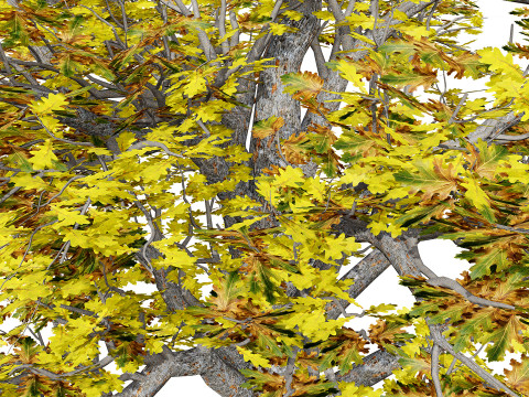 Autumn Oak Trees 3D Model