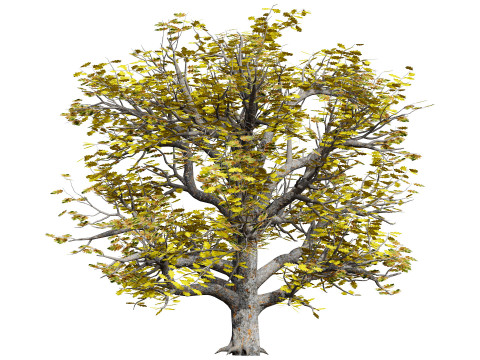 Autumn Oak Trees 3D Model