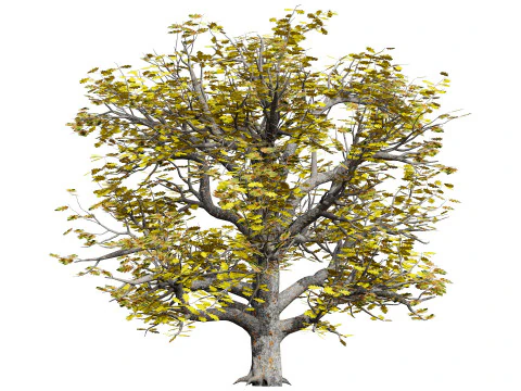 Autumn Oak Trees 3D Model