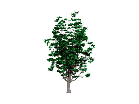 Autumn Oak Trees 3D Model