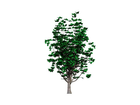 Autumn Oak Trees 3D Model