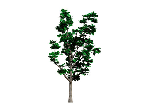 Autumn Oak Trees 3D Model