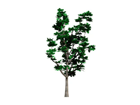 Autumn Oak Trees 3D Model