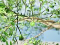 Game-Ready Guava Tree with free Tutorial 3D-Modell