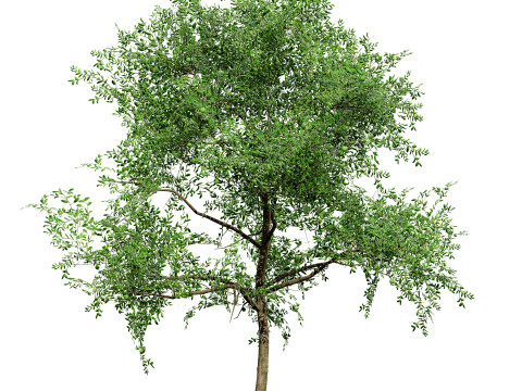 Game-Ready Guava Tree with free Tutorial Model 3D