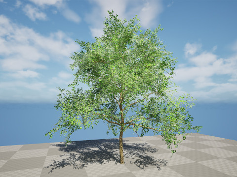 Game-Ready Guava Tree with free Tutorial Model 3D