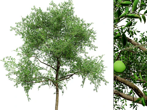 Albero di guava pronto per il gioco con tutorial gratuito Modello 3D
