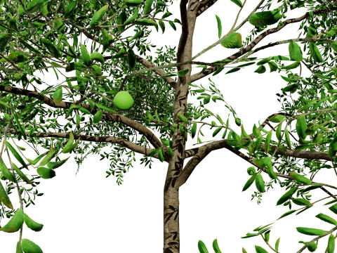 Game-Ready Guava Tree with free Tutorial Model 3D
