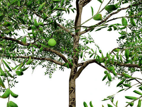 Albero di guava pronto per il gioco con tutorial gratuito Modello 3D