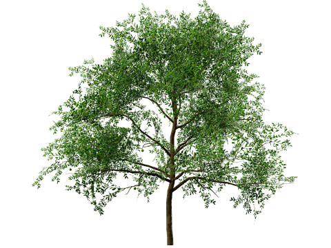 Game-Ready Guava Tree with free Tutorial Model 3D