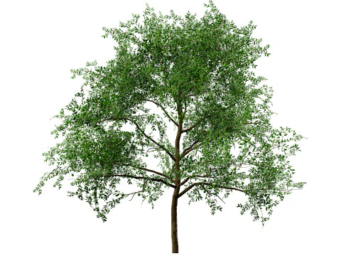Albero di guava pronto per il gioco con tutorial gratuito Modello 3D