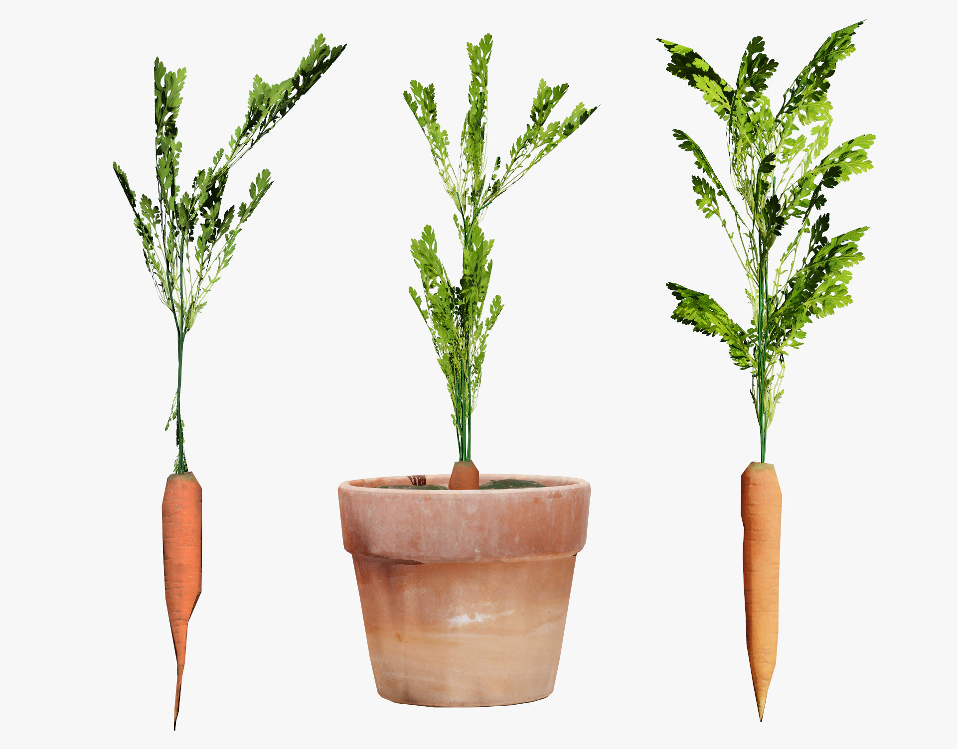 3D Carrot Plant 3D Model .c4d .max .obj .3ds .fbx .stl .blend 