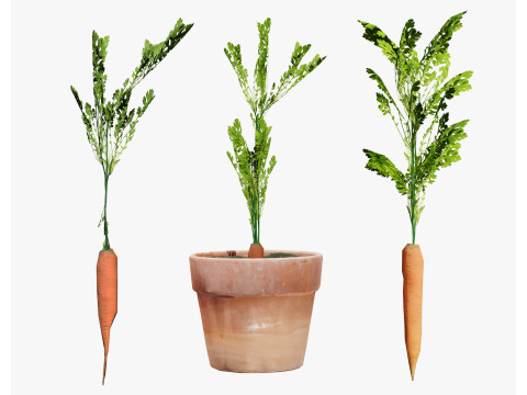 3D Carrot Plant 3D Модель