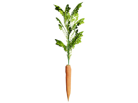 3D Carrot Plant 3D 모델