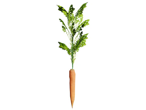 3D Carrot Plant 3D Model