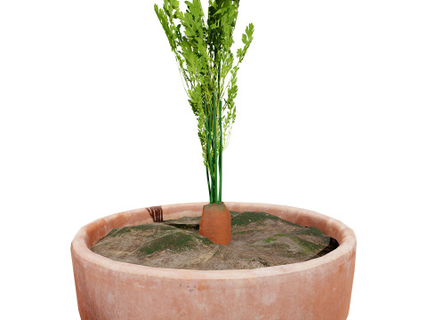 3D Carrot Plant 3D 모델