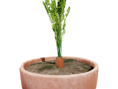 3D Carrot Plant 3D Model