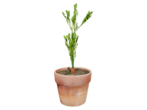 3D Carrot Plant 3D Model