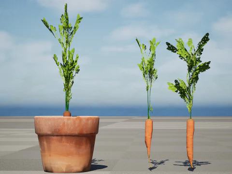 3D Carrot Plant 3D Model