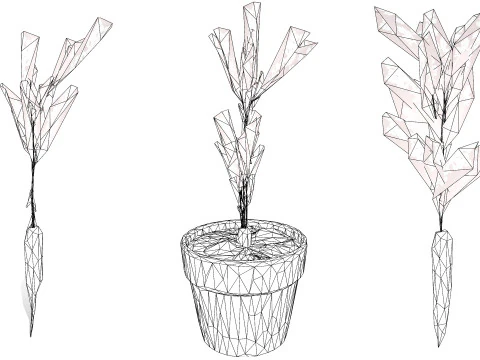 3D Carrot Plant 3D Model