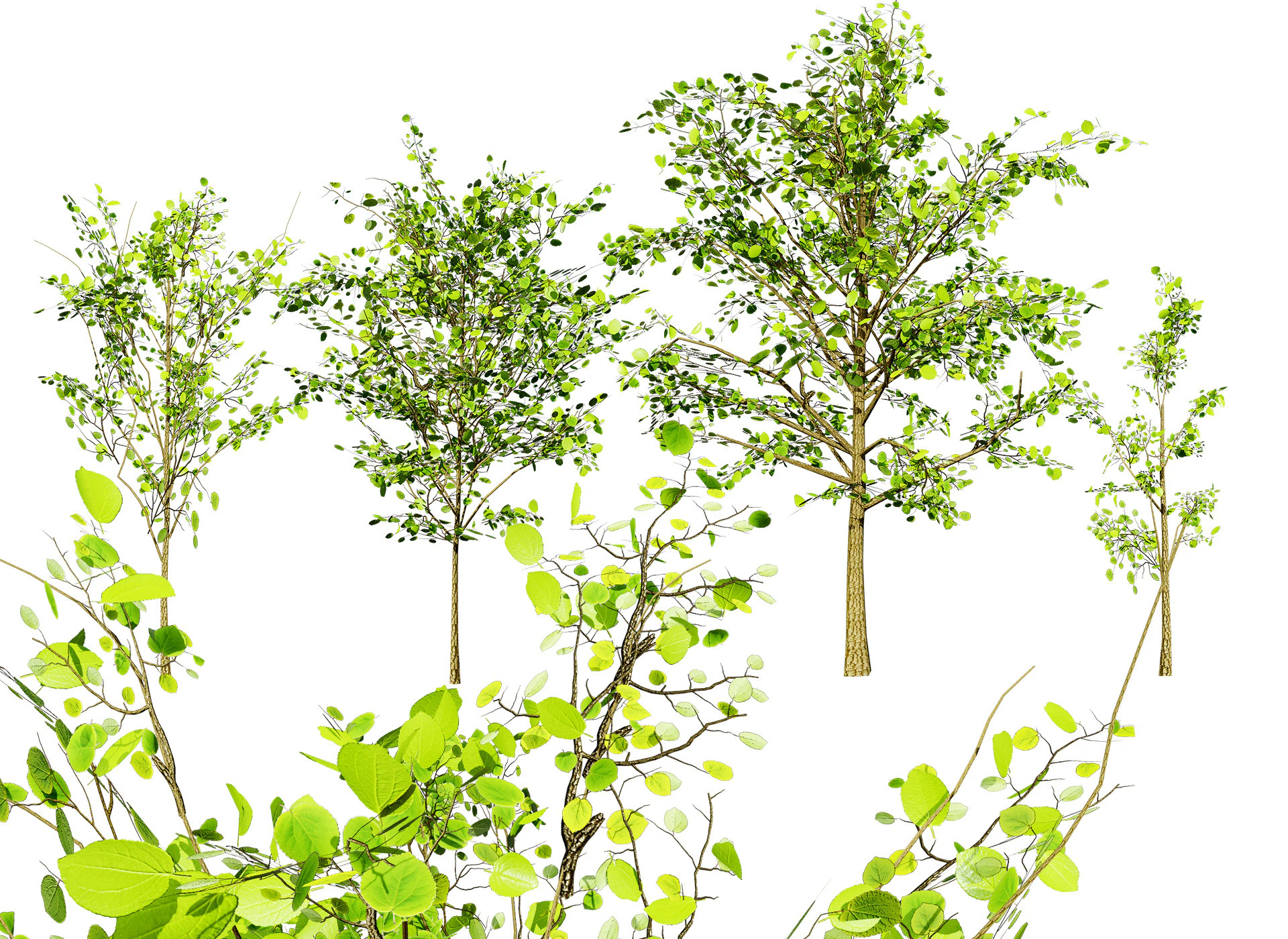 Lowpoly Katsura Tree 3D Model .c4d .max .obj .3ds .fbx .stl .blend 