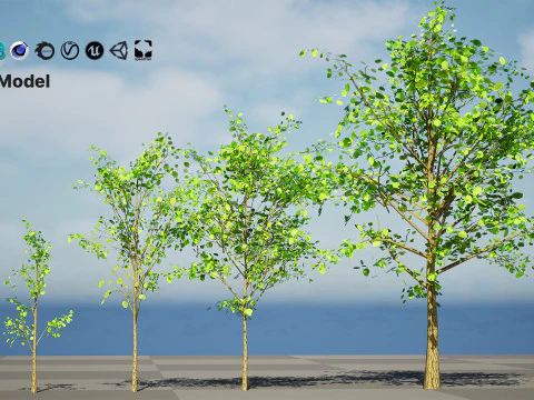 Lowpoly Katsura Tree 3D Model