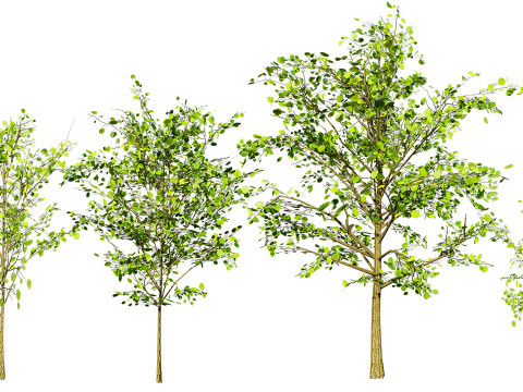 Lowpoly Katsura Tree 3D 모델