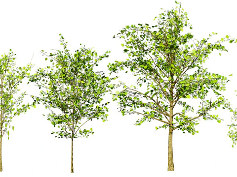 Lowpoly Katsura Tree 3D Model