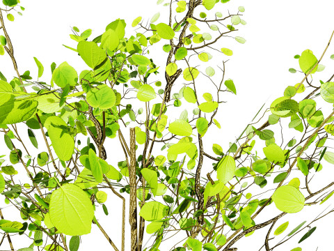Lowpoly Katsura Tree 3D 모델
