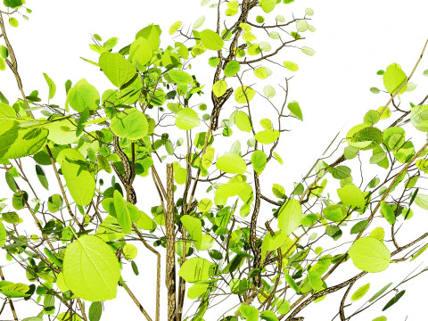 Lowpoly Katsura Tree 3D Model
