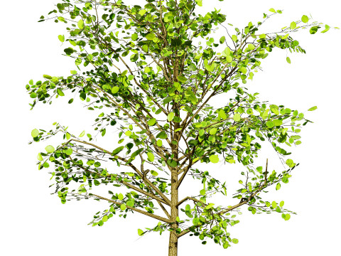 Lowpoly Katsura Tree 3D 모델