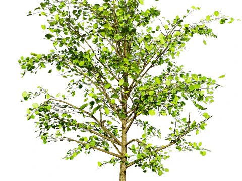 Lowpoly Katsura Tree 3D Model