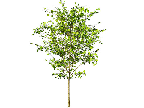 Lowpoly Katsura Tree 3D 모델