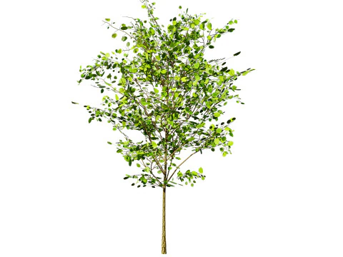 Lowpoly Katsura Tree 3D Model