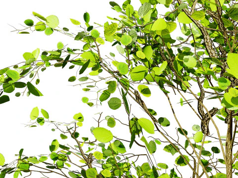 Lowpoly Katsura Tree 3D Model